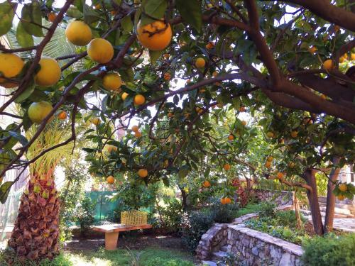 Bed & Breakfast Villa Tricia Cannes