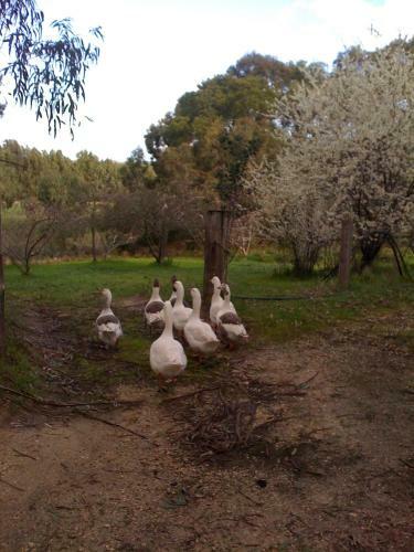Apartamentos Bellbrae Harvest