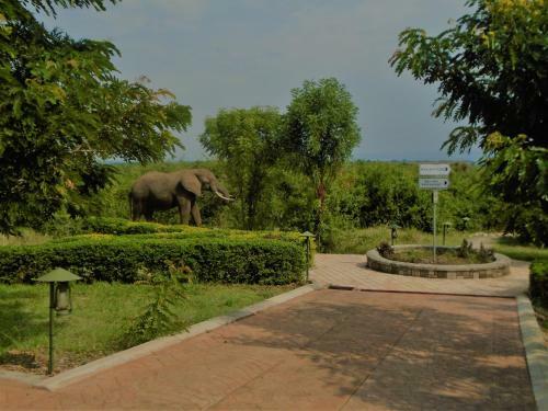 Hotel Buffalo Safari Lodge