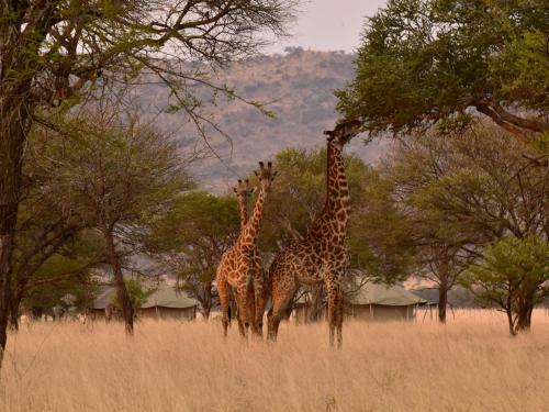 Lodge One Nature Nyaruswiga Serengeti