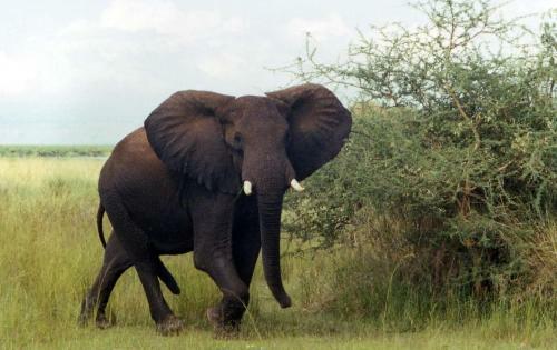 Sambiya River Lodge