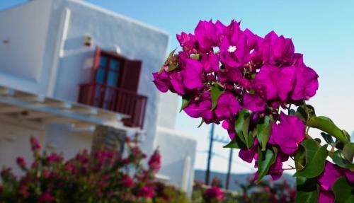 Naoussa Bay Villas