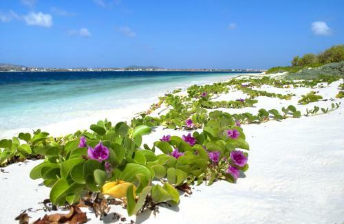Apartamento City Inn Bonaire