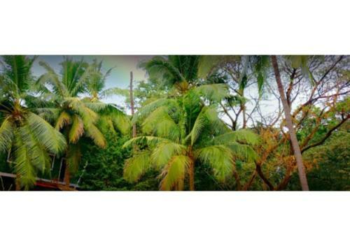 Posada Super Deluxe Mansion Stay In Candolim