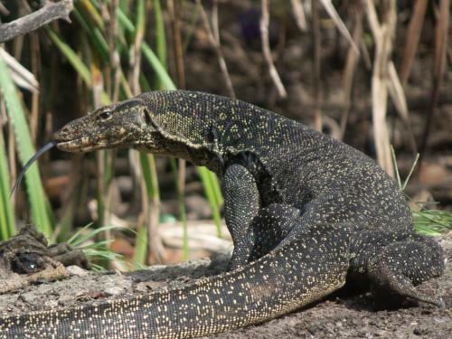 Hotel Cubadak Paradiso Village