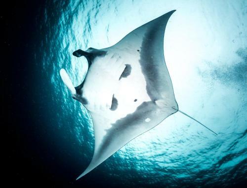 Hotel Raja Ampat Biodiversity Nature Resort