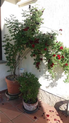 Apartamento Appartamenti Podere 13