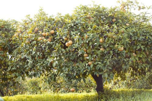 Hostal Olive Farm Of Datca Guesthouse