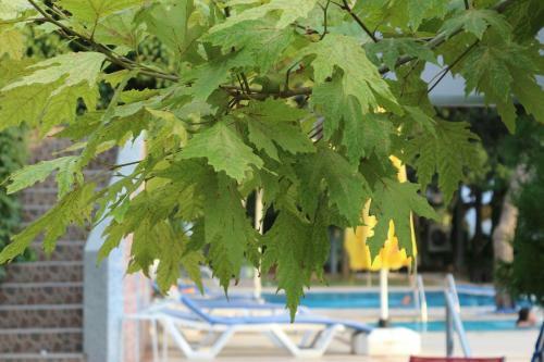 Hotel Atamer Doga Resort