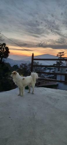 Mkhomestay