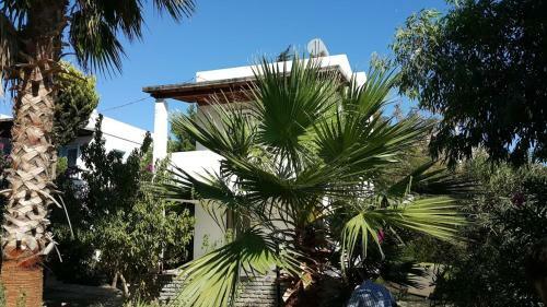Alfa Apartments