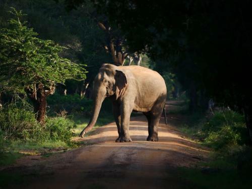 Elephant Lake
