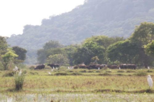 Elephant Lake