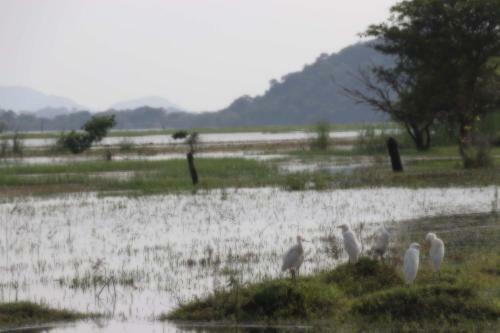 Elephant Lake