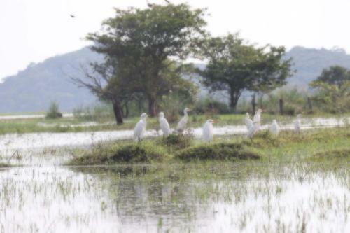 Elephant Lake