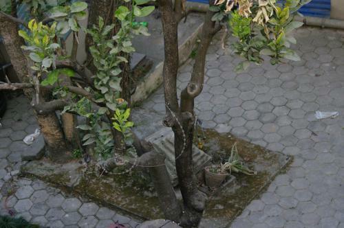 Hostal Laughing Buddha Hotel & Garden Theater