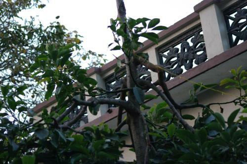 Hostal Laughing Buddha Hotel & Garden Theater