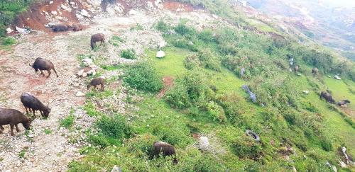 Apartamento Wanay's Rocky Mountain Homestay