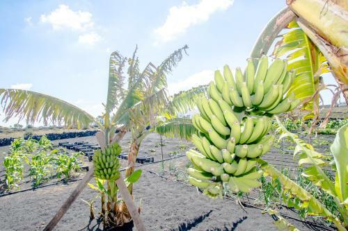 Agroturismo Casa Los Veroles Lanzarote