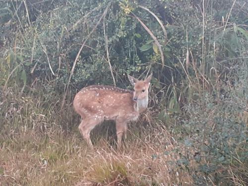 Hotel Tiger Tops Sauraha