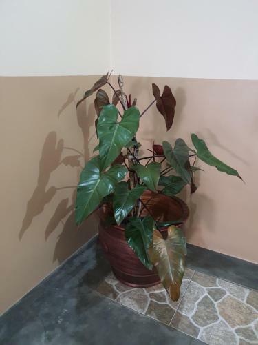 Hostal Delta Inn Bogor Syariah