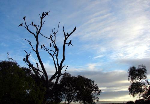 Austiny Bed And Breakfast Victor Harbor