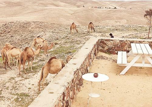 Desert View Experience - Private Villa On The View With A Bedouin Tent