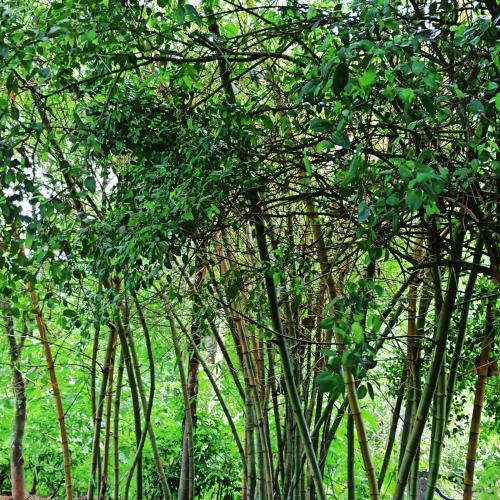 Hostal Eco Garden Hiriketiya