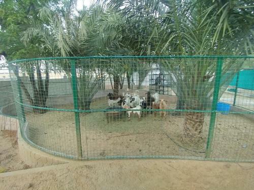 Agroturismo Al Maha Farm