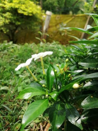 Hostal Whiteflowerhomestayella