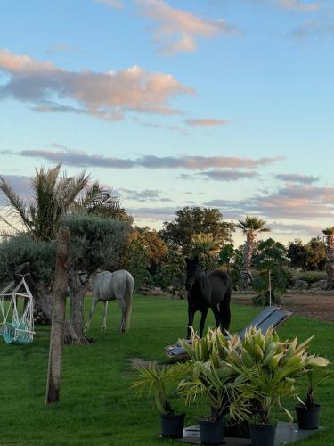 Cork Valley Toledo Pod House 5