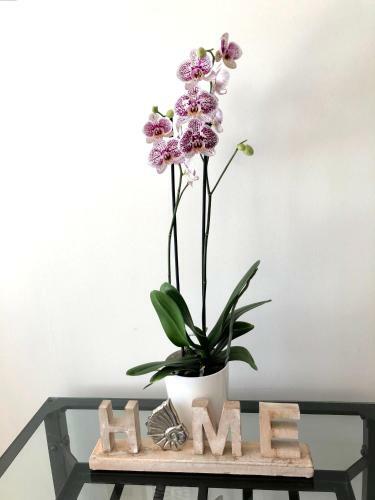 Apartamento Con Terraza En La Magalona