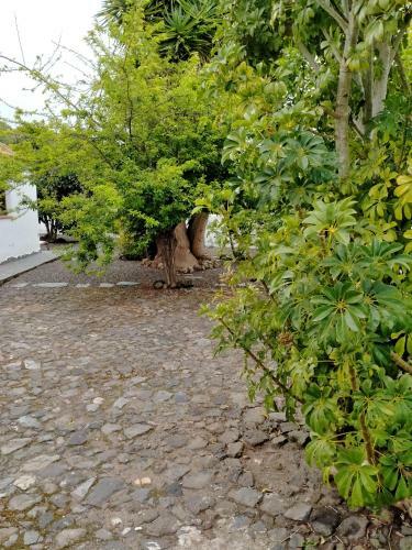 Apartamento Rustikale Kanarische Finca Mit Garten