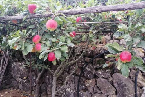 La Tagora Casa Rural En Icod De Los Vinos