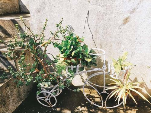 Apartamento Jiufen Back Yard Homestay