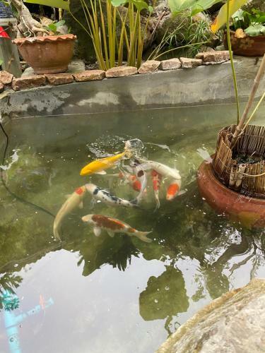 Apartamento Yodaor@samui