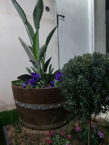 Hostal Mediterranean Inn Gavish ??? ??? ?????? ????