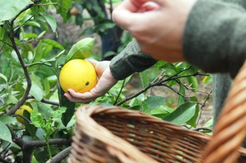 Finca La Plantaci�n _agroturismo