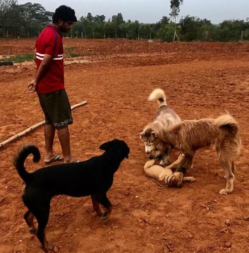 Kings Farm Horse Riding School
