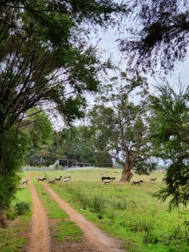 Agroturismo Cinnamon Coloureds Farm Cottages