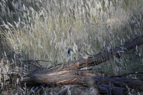 Captain's Cottage Bed & Breakfast