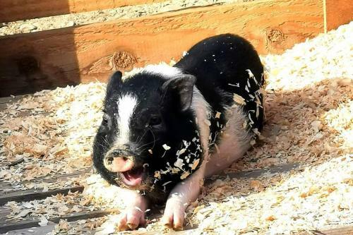 Summer House Tgn Rural