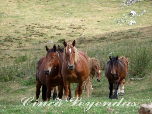 Agroturismo Cinco Leyendas