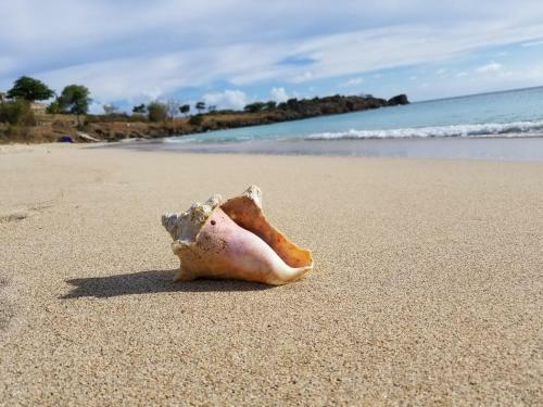 Orrie's Beach Bar And Hotel