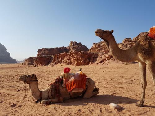 Jordan Tracks Bedouin Camp