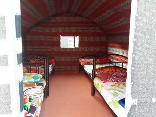 Bedouin Host Camp& With Tour