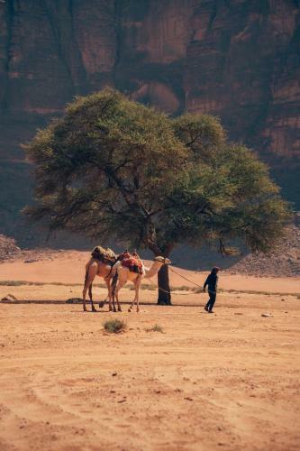 Bedouin Host Camp& With Tour