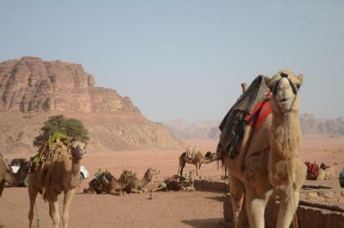 Wadi Rum Camp& Jeep Tour