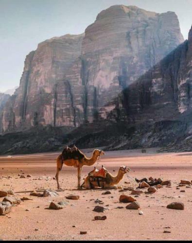 Wadi Rum Local Camp