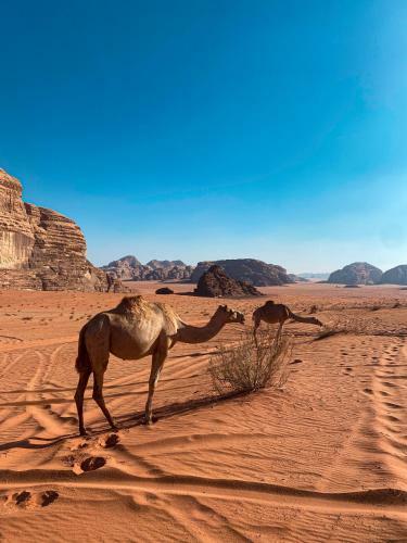 Wadi Rum Silk Road Camp